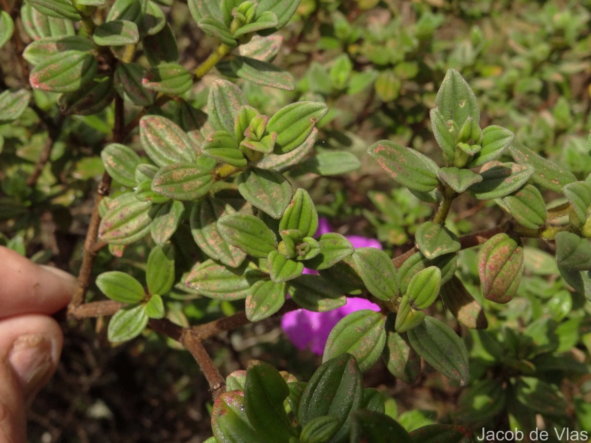 Osbeckia walkeri Arn.